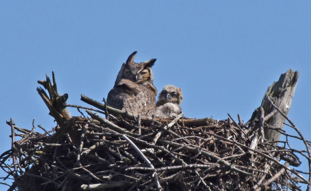 Great Horned Owl