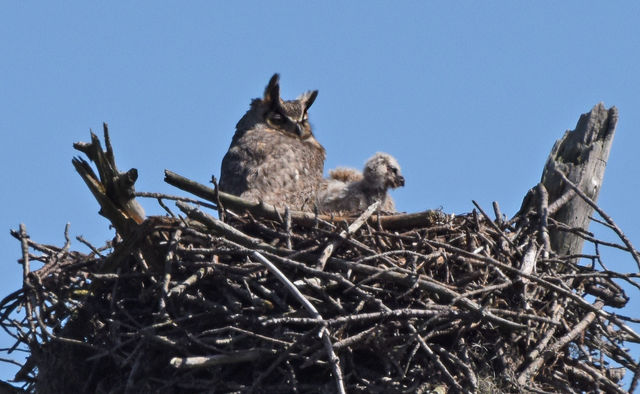 Great Horned Owl