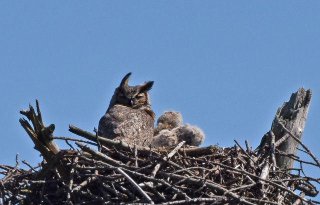 Great Horned Owl