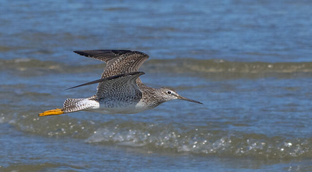 Greater Yellowlegs