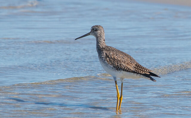 Greater Yellowlegs