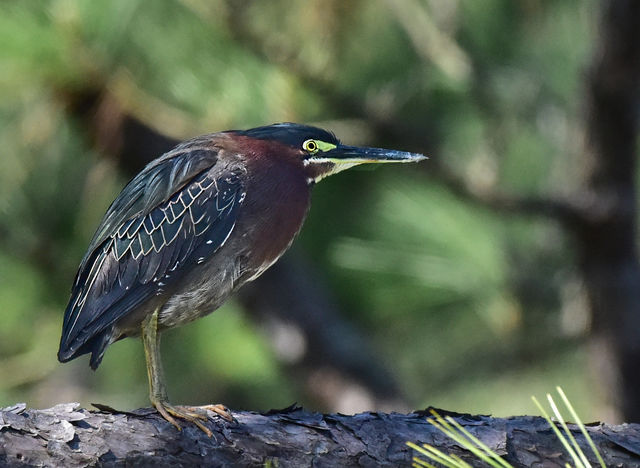 Green Heron