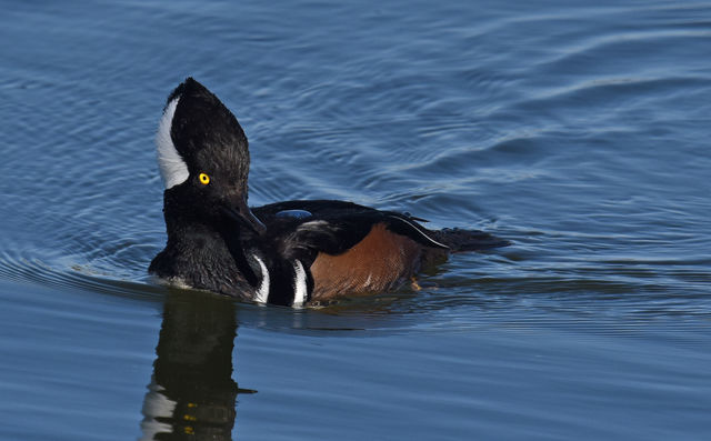 Hooded Merganser