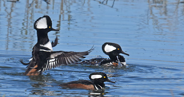 Hooded Merganser