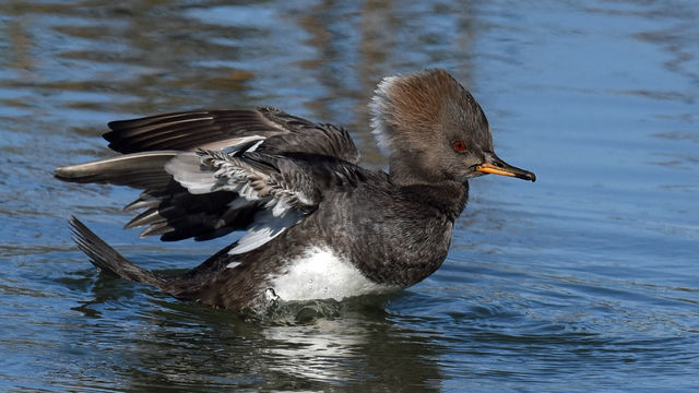 Hooded Merganser