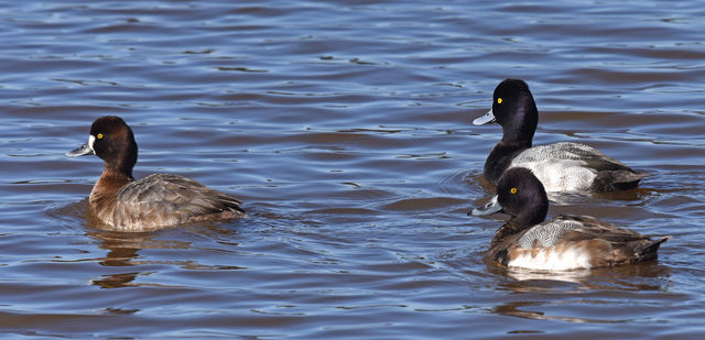 Lesser Scaup