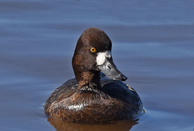 Lesser Scaup