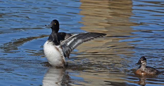 Lesser Scaup