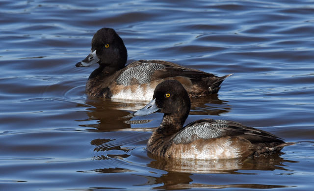 Lesser Scaup