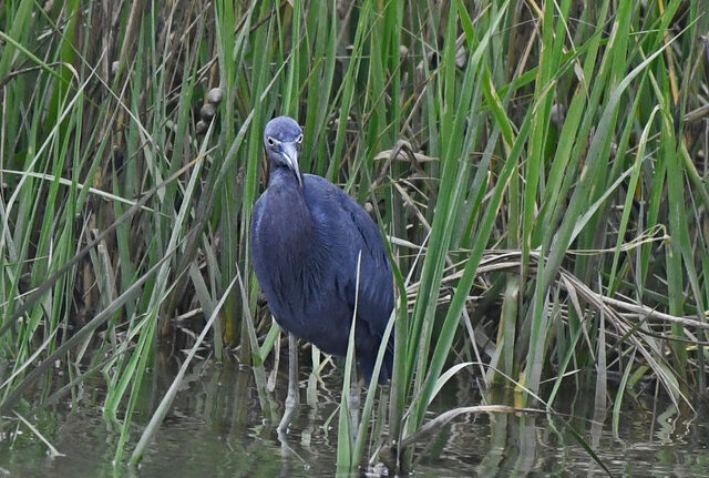 Little Blue Heron