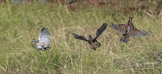 Northern Bobwhite