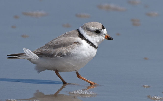 Piping Plover