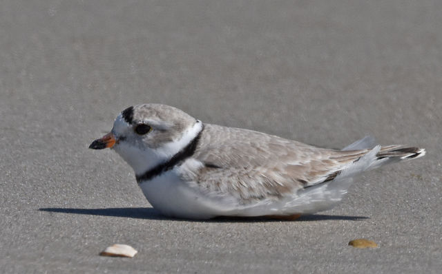 Piping Plover