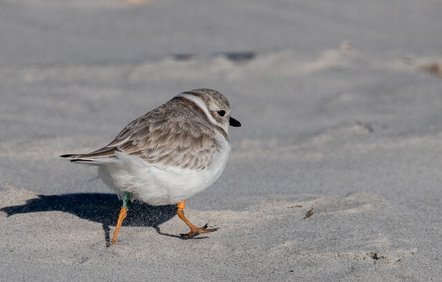 Piping Plover