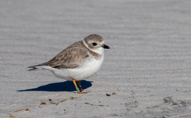 Piping Plover