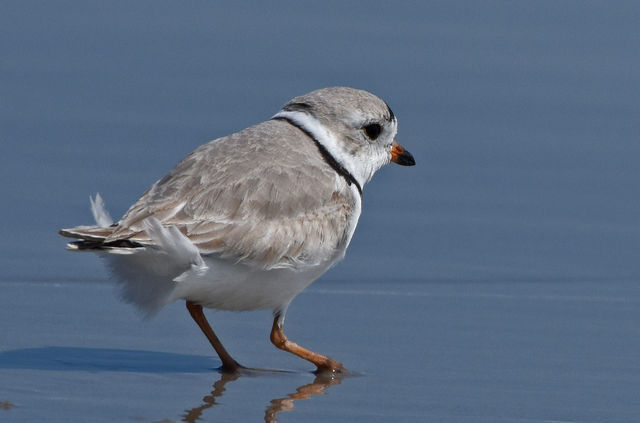 Piping Plover