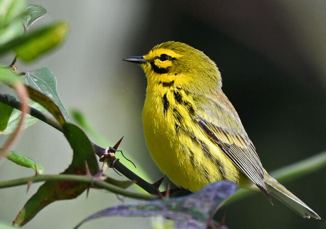 Prairie Warbler