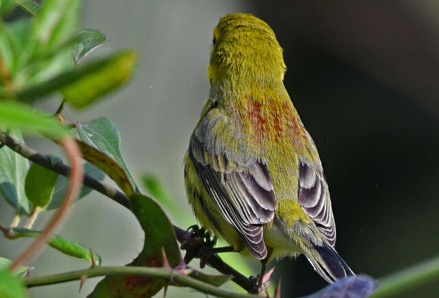 Prairie Warbler