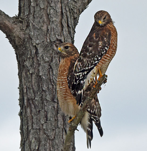 Red-shouldered Hawk