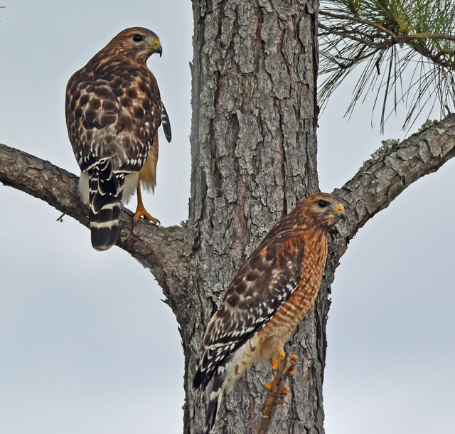 Red-shouldered Hawk