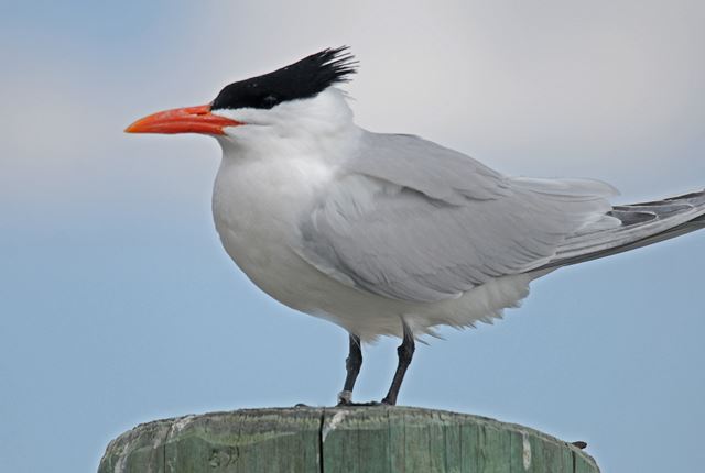 Royal Tern