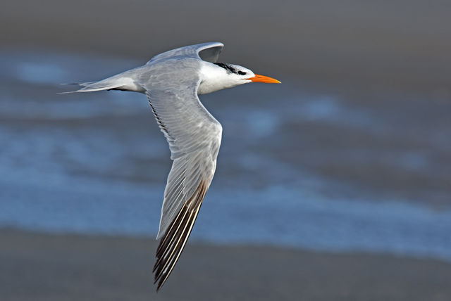 Royal Tern