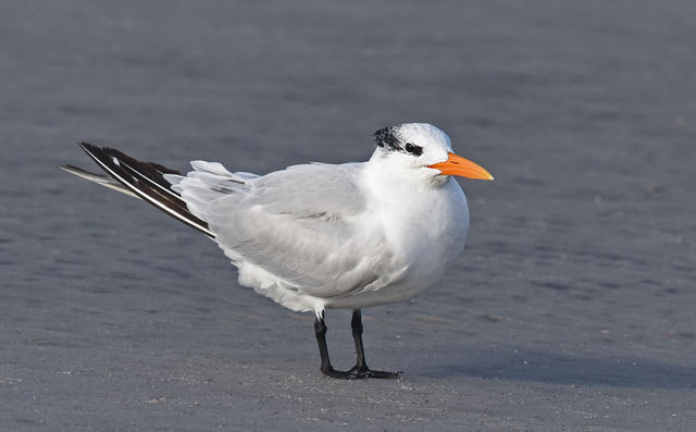 Royal Tern