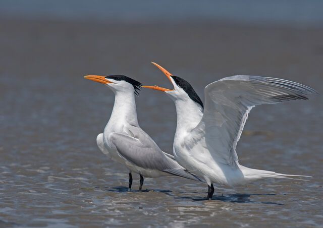 Royal Tern