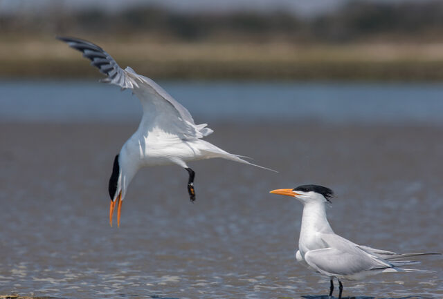 Royal Tern