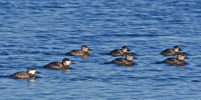 Ruddy Duck