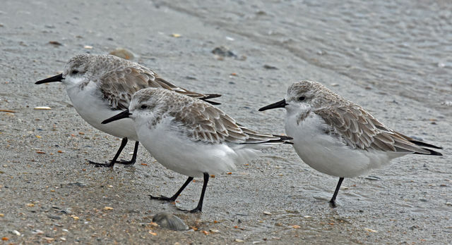 Sanderling