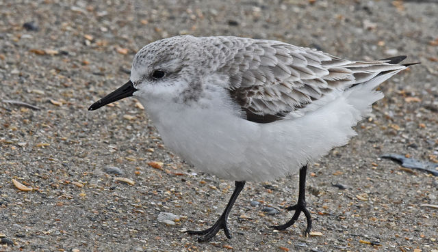 Sanderling