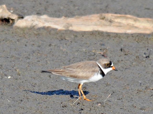 Semipalmated Plover