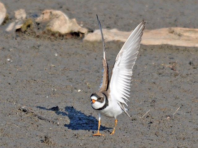 Semipalmated Plover