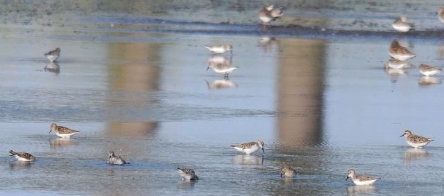 Semipalmated Sandpiper