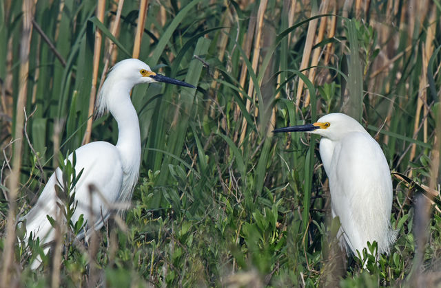 Snowy Egret