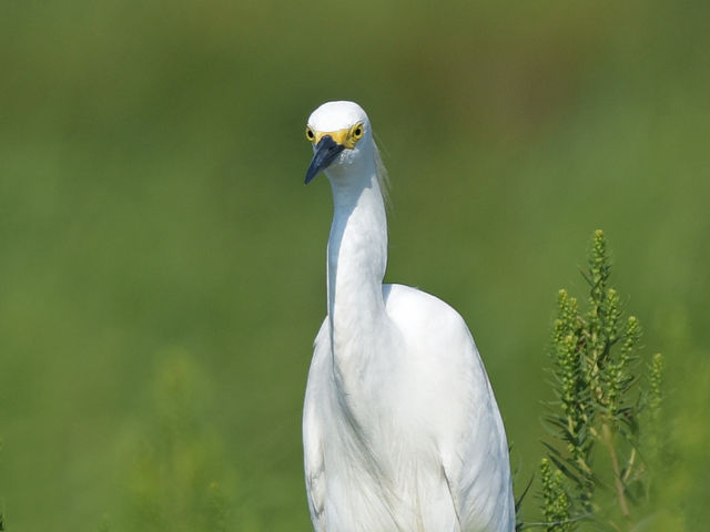 Snowy Egret