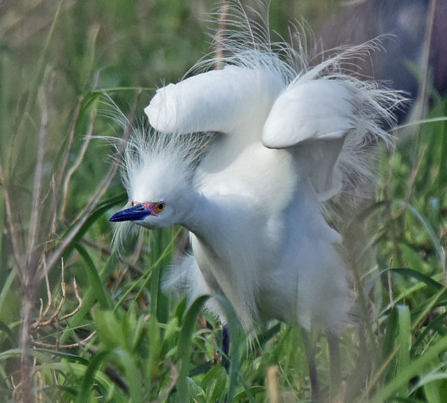 Snowy Egret