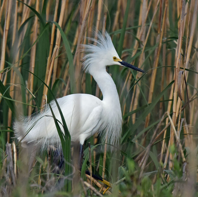 Snowy Egret