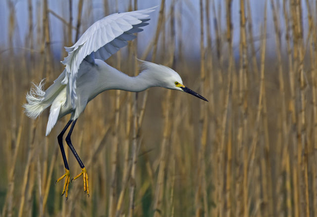 Snowy Egret