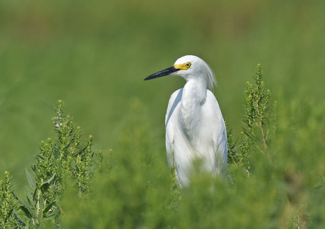 Snowy Egret