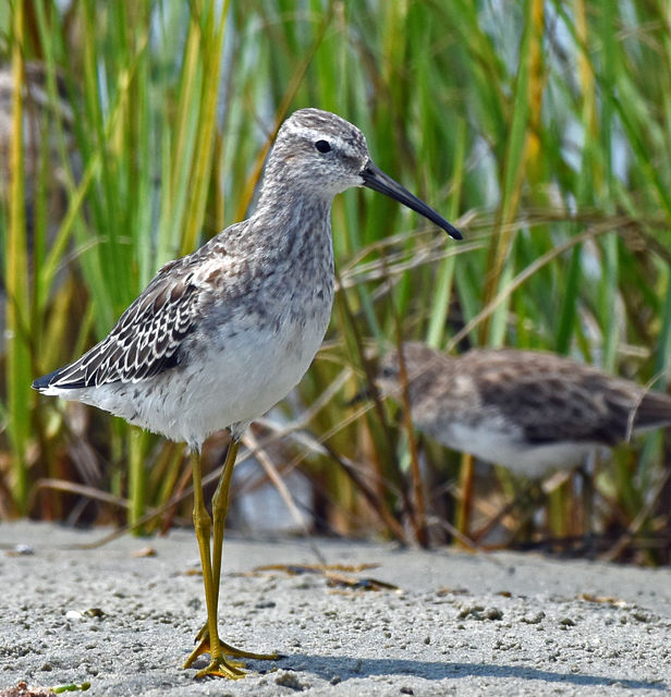 Stilt Sandpiper