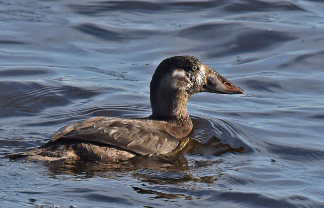 Surf Scoter