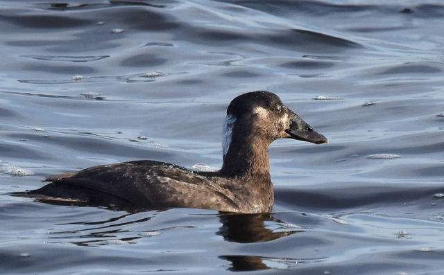 Surf Scoter