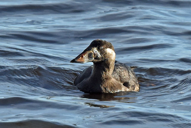 Surf Scoter