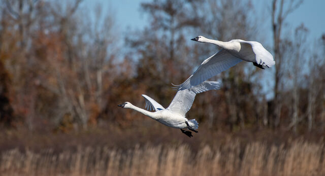 Tundra Swan