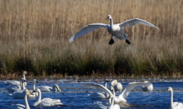 Tundra Swan