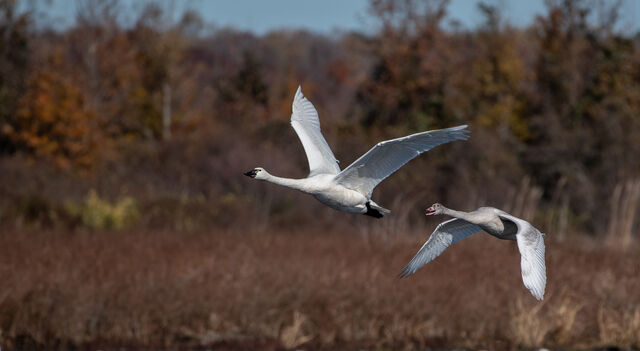 Tundra Swan