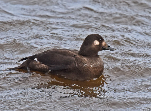 White-winged Scoter