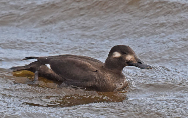 White-winged Scoter